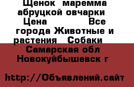 Щенок  маремма абруцкой овчарки › Цена ­ 50 000 - Все города Животные и растения » Собаки   . Самарская обл.,Новокуйбышевск г.